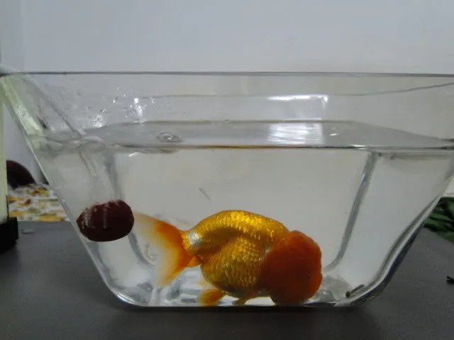 Cá bị sình bụng lờ đờ nằm sát đáy bể