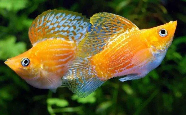 Cá Bình Tích với vẻ ngoài độc đáo và tính cách hiền lành