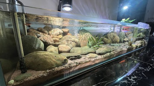 Cá cảnh Bình Thạnh