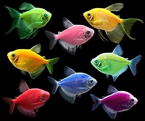 Cá Cánh Buồm dạ quang nhiều màu sắc