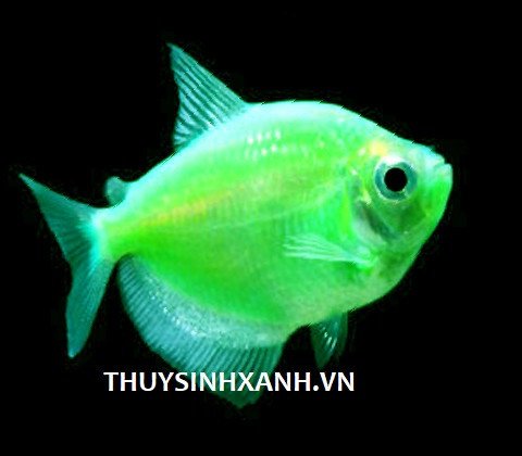 Cá cánh buồm dạ quang với vây cánh buồm đặc trưng