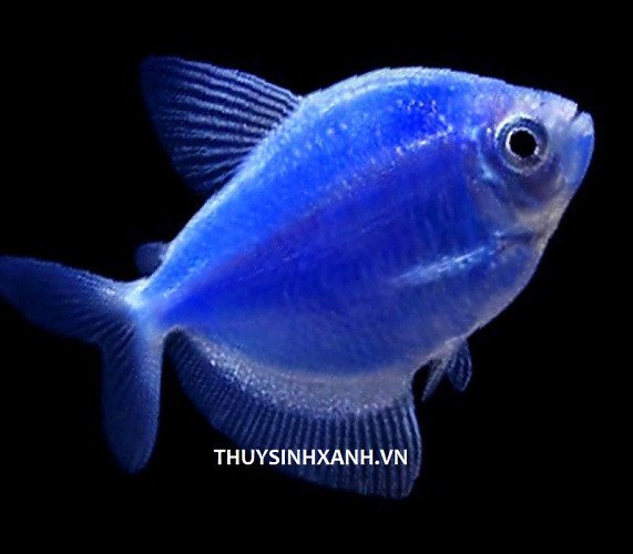 Cá Cánh Buồm màu xanh thuỷ sinh