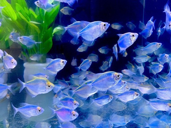 Cá Cánh Buồm xanh dương rực rỡ
