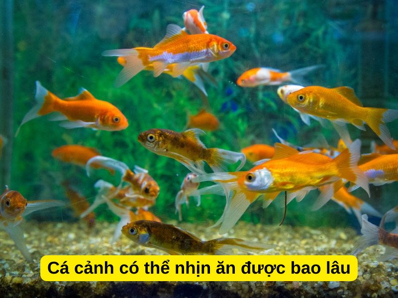 Cá cảnh nhịn ăn được bao lâu
