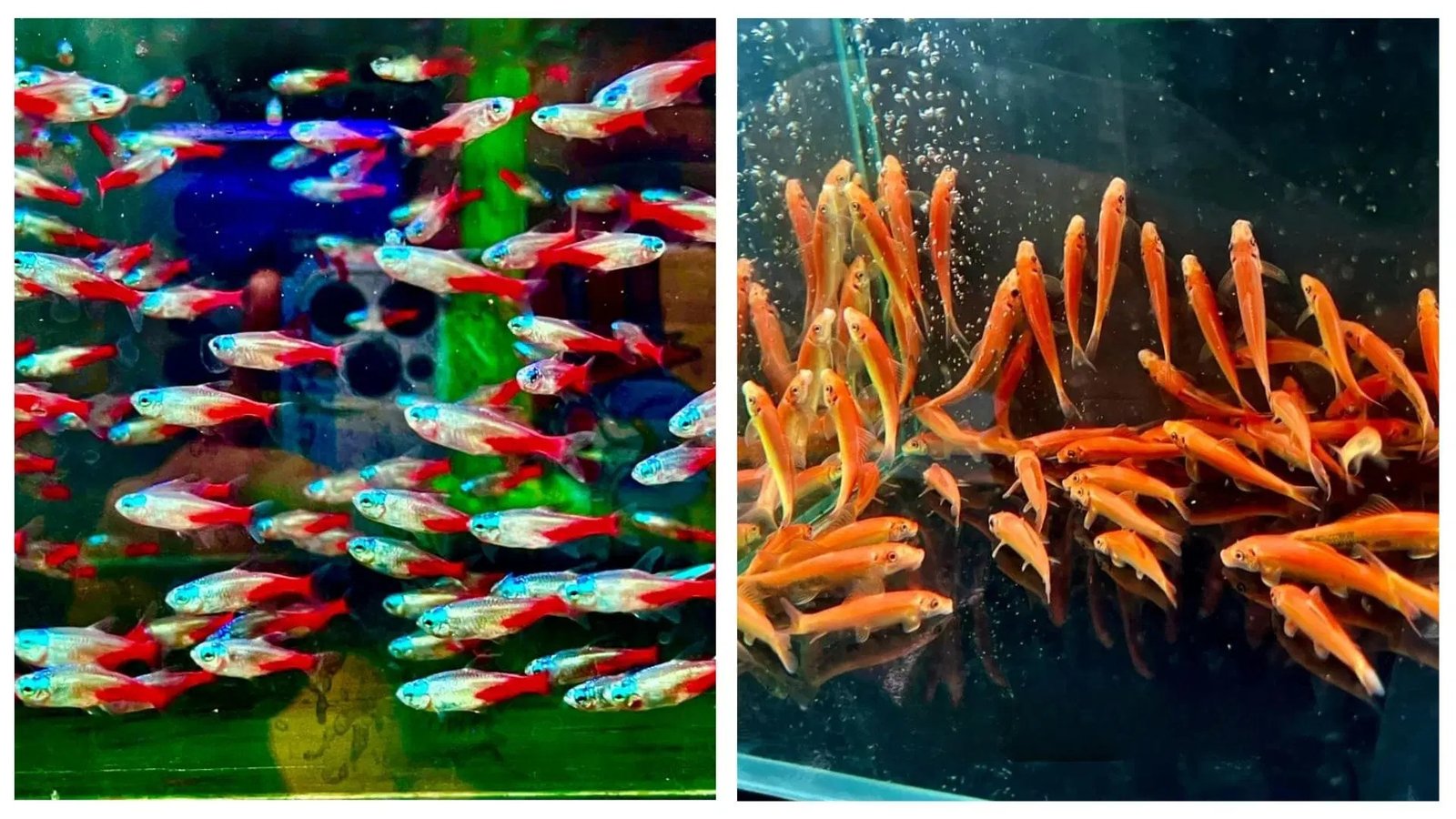 Cá cảnh nước ngọt khỏe mạnh được bày bán tại cửa hàng cá cảnh Đà Nẵng
