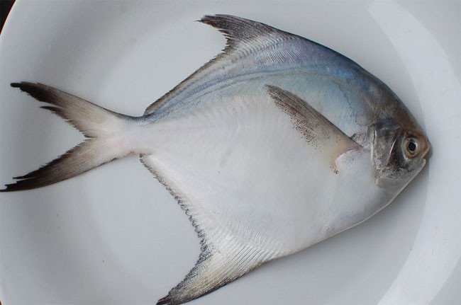 Cá chim trắng, loài cá nước ngọt và lợ