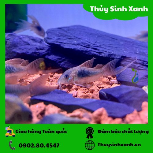 Cá chuột cà phê vây dài bơi gần nền cát