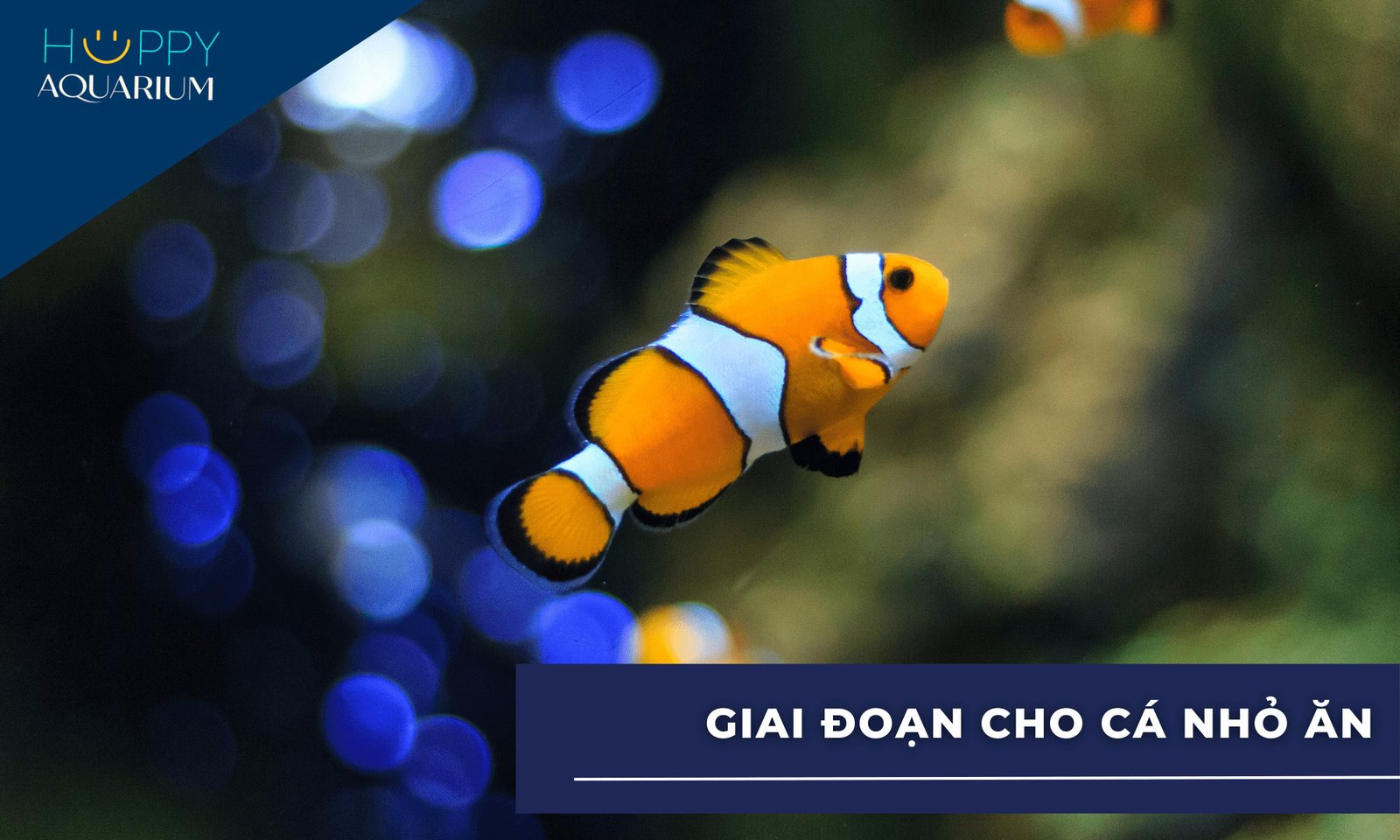 Cá con mới nở đang bơi lội tìm kiếm thức ăn