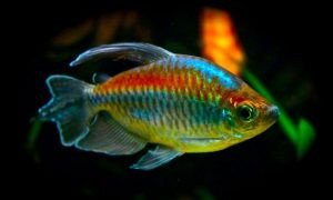 Cá Công Gô (Congo Tetra) với bộ vây đuôi ấn tượng trong bể Cá Thủy Sinh
