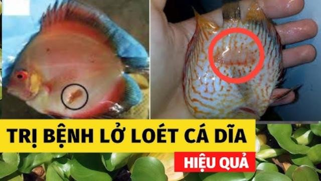 Cá Dĩa