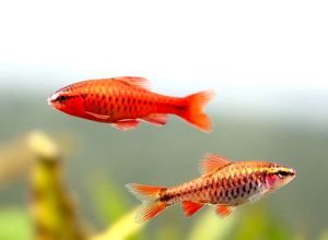 Cá Diếc Anh Đào, một loài Cá Thủy Sinh nhỏ gọn và rực rỡ
