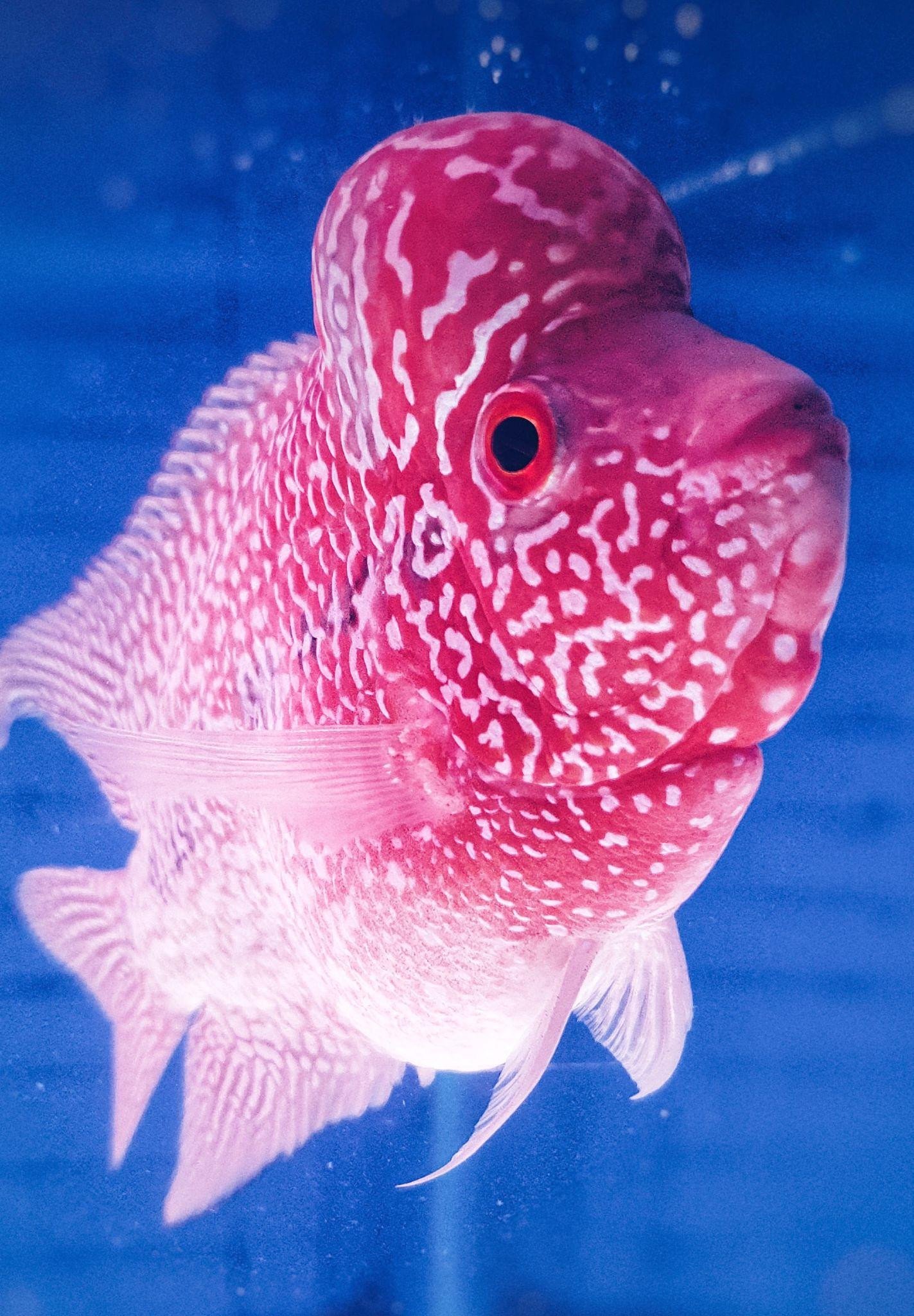Cá Flowerhorn có dấu hiệu lờ đờ, chán ăn do căng thẳng