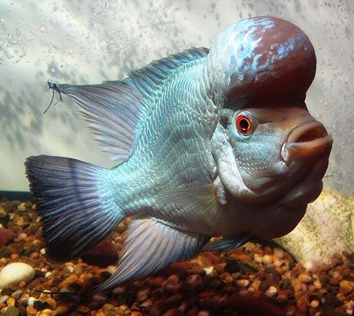 Cá Flowerhorn Thái Silk có vảy màu bạc phủ toàn thân
