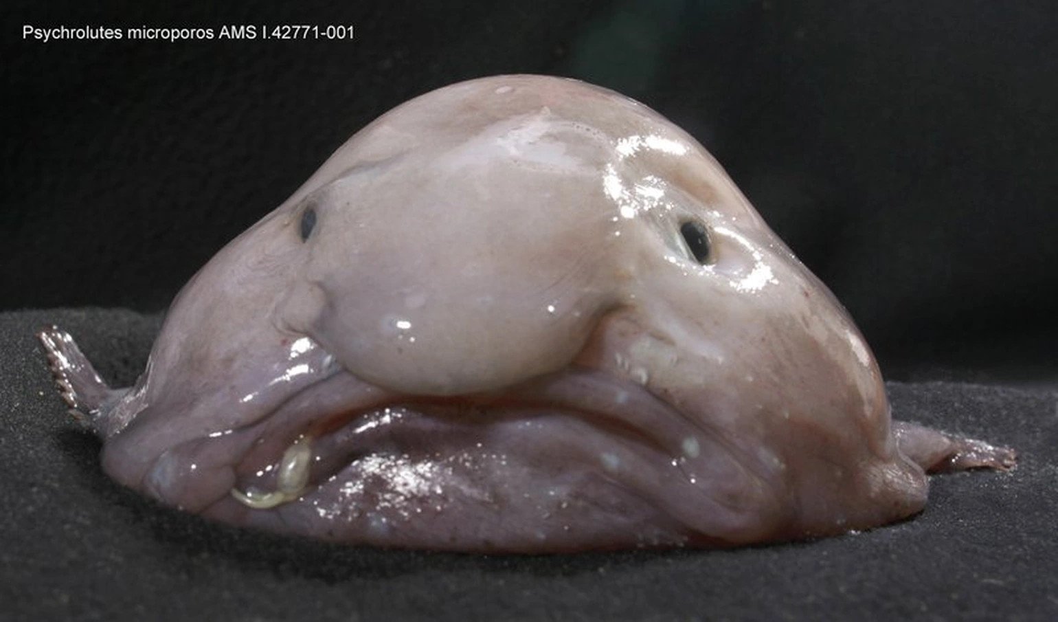 Cá giọt nước (Blobfish) khi được đưa lên môi trường áp suất thấp