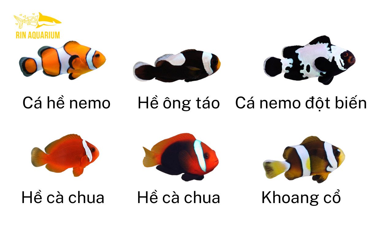 Cá hề là lựa chọn hàng đầu cho người mới nuôi cá cảnh biển