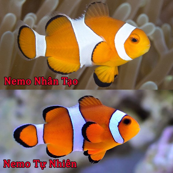 Cá hề nemo được nhân giống trong môi trường nuôi nhốt