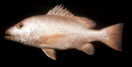 Cá hồng bạc Lutjanus argentimaculatus trưởng thành bơi dưới biển