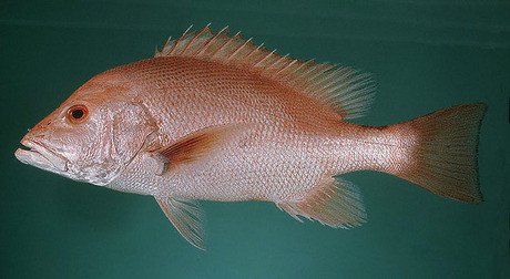 Cá hồng đỏ Lutjanus sanguineus có thân hình màu đỏ tươi