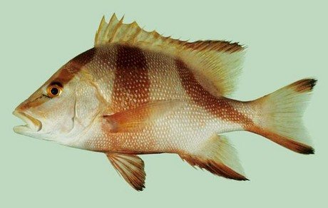 Cá hồng lang Lutjanus sebae đặc trưng với vằn sọc đỏ