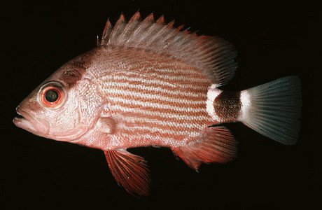 Cá hồng mím Lutjanus malabaricus với kích thước nhỏ hơn