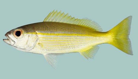 Cá hồng vàng sọc mõm Lutjanus lineolatus