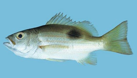 Cá hồng vảy ngang Lutjanus johni có vảy xếp thành hàng dọc