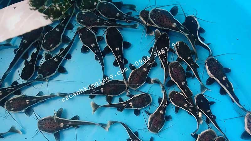Cá hồng vĩ mỏ vịt đang bơi trong bể cá cảnh