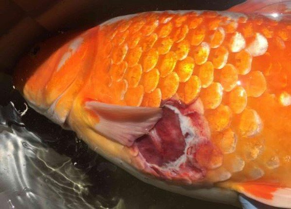 Cá Huyết Anh Vũ bị thối vây do nhiễm khuẩn