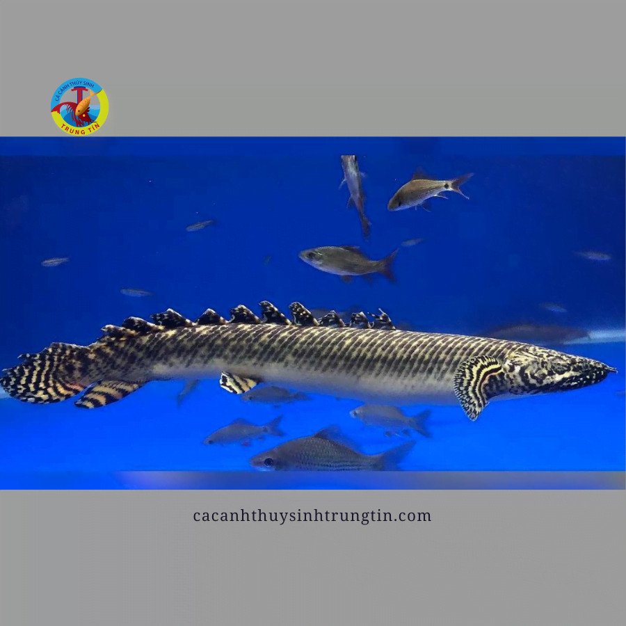 Cá Khủng Long Hoàng Đế bơi trong hồ