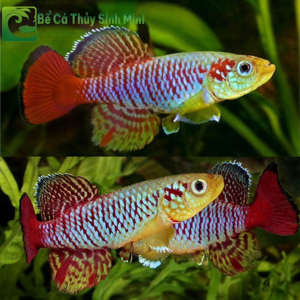 Cá Killi (Aphyosemion spp.) - nhóm cá cảnh nhỏ đa dạng và nhiều màu sắc
