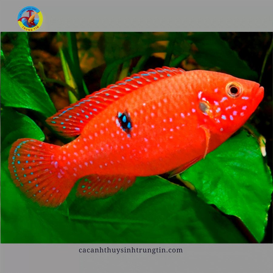 Cá Kim Cương Đỏ đang bơi trong bể cá cảnh