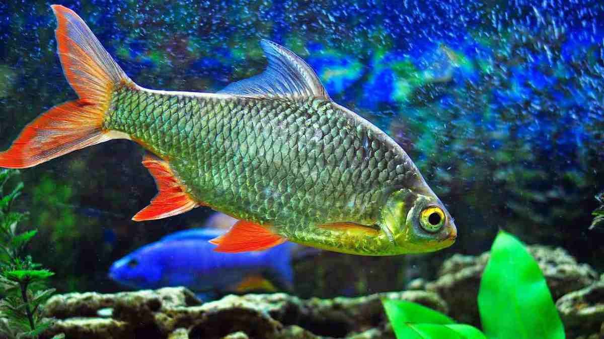 Cá Kim Sơn bơi gần đáy hồ có sỏi