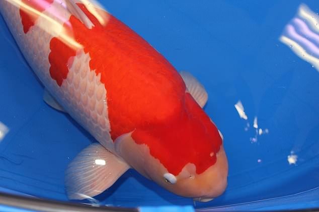 Cá Koi 50 tỷ đồng