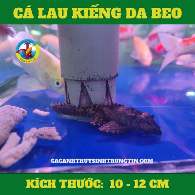 Cá Lau Kiếng Beo đang bám trên kính bể thủy sinh