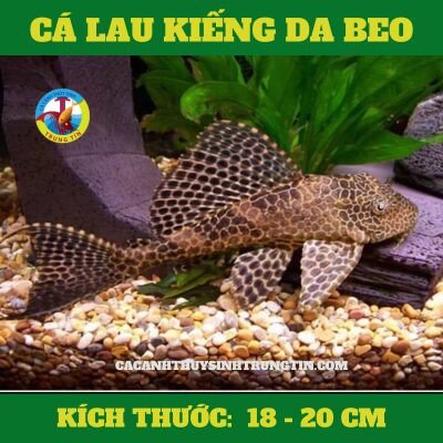 Cá Lau Kiếng Da Beo với họa tiết độc đáo