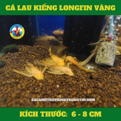 Cá Lau Kiếng Longfin Black Vàng với bộ vây dài