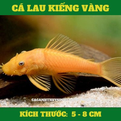 Cá Lau Kiếng Vàng, một giống Pleco nổi bật