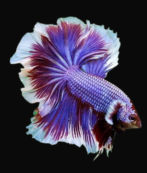 Cá lia thia betta Halfmoon màu xanh và đỏ rực rỡ