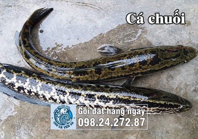 Cá lóc, cá quả hay cá chuối với tên gọi ở miền Bắc