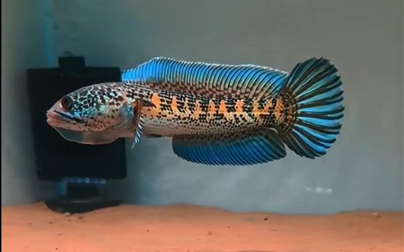 Cá Lóc Cảnh Nữ Hoàng có đốm cam rực rỡ