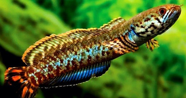 Cá Lóc Cầu Vồng Ngũ Sắc Channa Bleheri với màu sắc rực rỡ