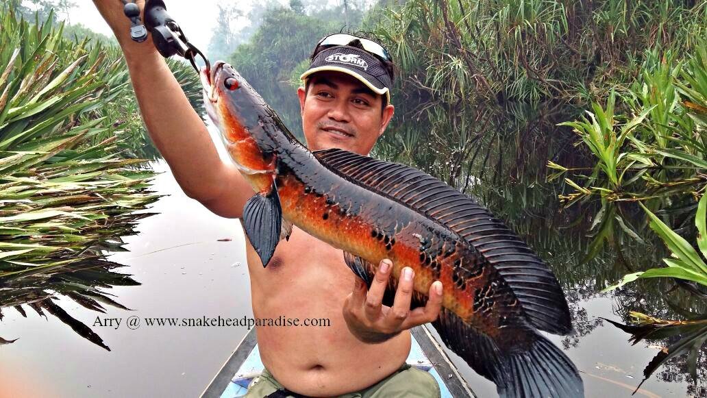 Cá lóc hoàng đế đỏ đang nghỉ ngơi trong môi trường nuôi nhốt