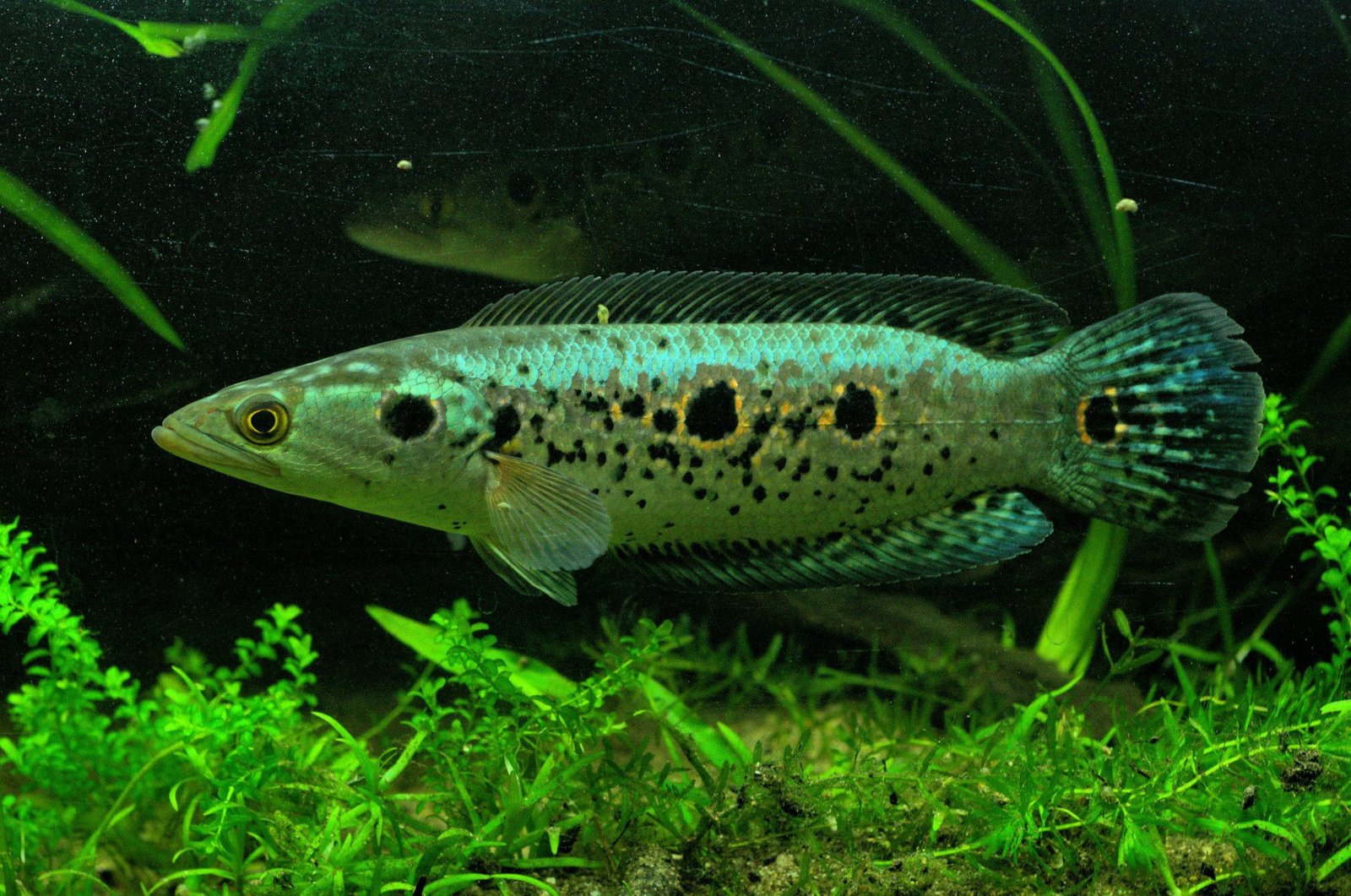 ảnh Cá lóc cảnh