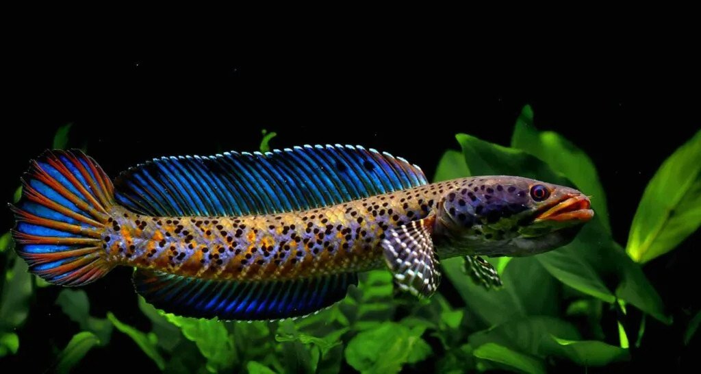 Cá lóc pháo hoa da báo (Channa Ornatipinnis) với hoa văn da báo