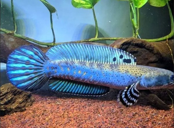Cá Lóc Pháo Hoa Đốm Vàng khỏe mạnh