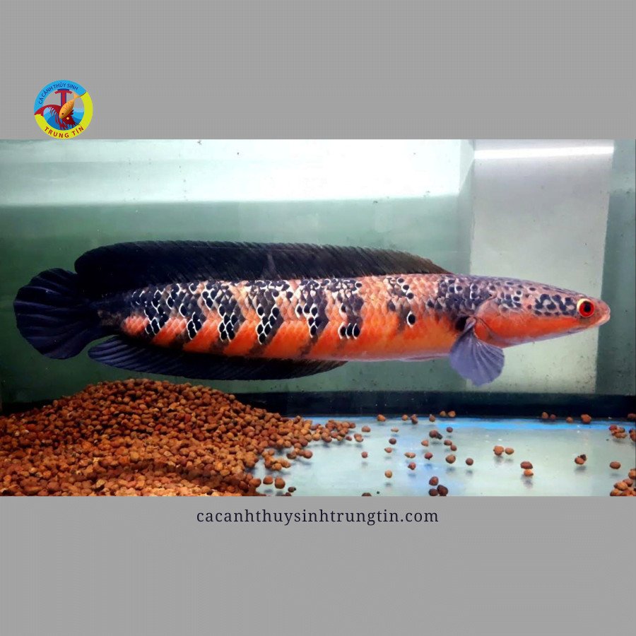 Cá lóc vảy rồng đỏ (Channa marulioides Red Barito) với màu đỏ rực rỡ