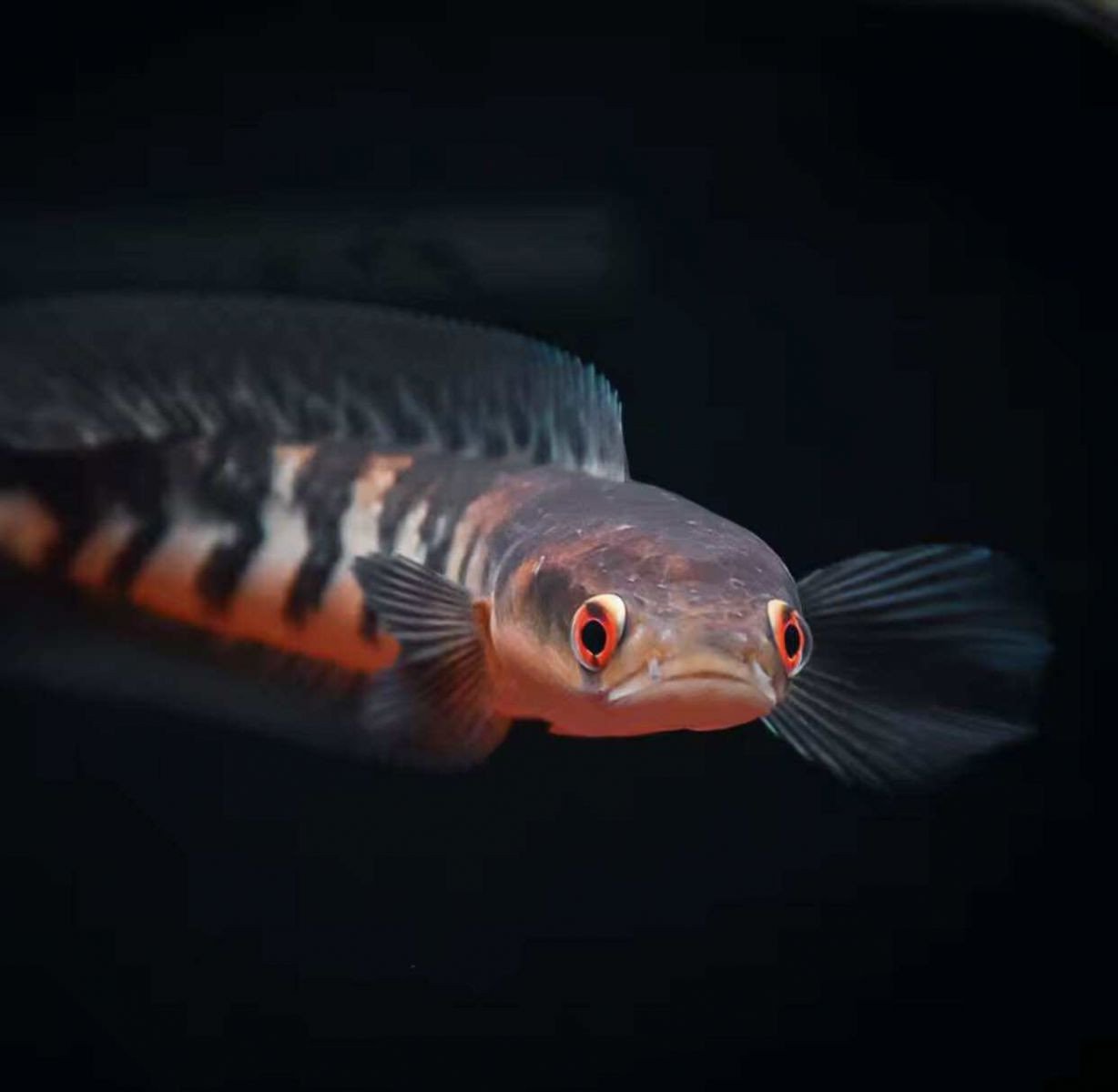 Cá Lóc Vảy Rồng Đỏ đang nghỉ ngơi