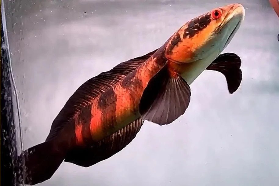 Cá Lóc Vảy Rồng Đỏ Red Pangkalabun