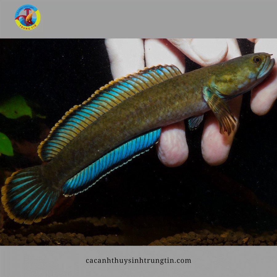Cá lóc vây xanh (Blue Bengal Channa) với thân hình nhỏ nhắn
