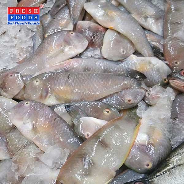 Cá mó mèo có kích thước vừa phải và thân hình dẹt